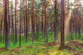 Beautiful nature at morning in the misty spring forest with sun rays Magic spring forest with sun rays Royalty Free Stock Photo