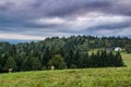 Mountain Meadow and Cows