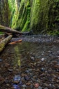 Beautiful nature in Oneonta gorge trail, Oregon. Royalty Free Stock Photo