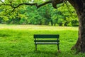 Beautiful nature in the park with bench under the tree Royalty Free Stock Photo