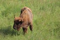 beautiful nature park full of animals of all kinds Royalty Free Stock Photo