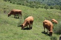 beautiful nature park full of animals of all kinds Royalty Free Stock Photo