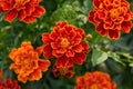 The beautiful nature pattern of marigold flowers is brilliant orange on a background of green foliage. autumn season Royalty Free Stock Photo