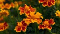 The beautiful nature pattern of marigold flowers is brilliant orange on a background of green foliage. autumn season, long banner Royalty Free Stock Photo