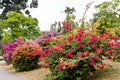 Beautiful nature. Peradeniya. Sri Lanka.