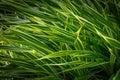 Beautiful nature of Phormium tenax `Variegatum` New Zealand flax green leaf texture background in garden.