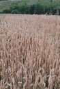 Beautiful nature. Phoro of wheat. Royalty Free Stock Photo