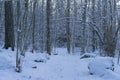 Beautiful nature photo of cold winter evening in Swedish forest and woods Royalty Free Stock Photo