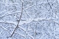 Nice details of trees and branches with white snow, frost and ice