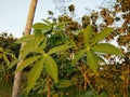 Beautiful cassava leaf tree photo. cassava leaf nature background image