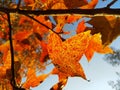 beautiful nature photography Red maples tree in Tai