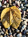 A beautiful nature picture with reflection of sun on drops of rain water on a leaf and stones on the background Royalty Free Stock Photo