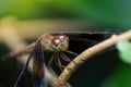 Beautiful nature pictures dragonfly Show the details of the head Royalty Free Stock Photo