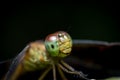 Beautiful nature pictures dragonfly Show the details of the head Royalty Free Stock Photo