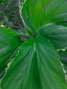 Acalypha