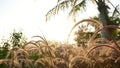 Beautiful nature Poaceae grass flowers with sunlight, vintage.