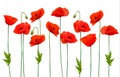 Beautiful nature poppy background.