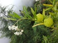 Beautiful Nature of the Rainy Forest in Sri Lanka. Royalty Free Stock Photo