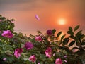 Red pink rose hip bush at orange gold sunset at sea nature landscape floral background summer Royalty Free Stock Photo