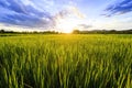 Sunshine at rice field with sky clouds Royalty Free Stock Photo