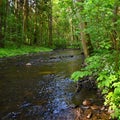 Beautiful nature with a river of rocks and forest. Outdoor colorful background with water. Royalty Free Stock Photo