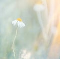 Beautiful nature scene with blooming daisy in the sun.