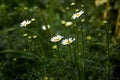 Beautiful nature scene with blooming medical chamomiles. Royalty Free Stock Photo