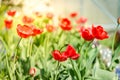 Beautiful nature scene with blooming red tulip in sun flare/Beautiful meadow. Field flowers red tulip Royalty Free Stock Photo