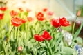 Beautiful nature scene with blooming red tulip in sun flare/Spring flowers. Beautiful meadow. Field flowers red tulip Royalty Free Stock Photo