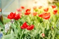 Beautiful nature scene with blooming red tulip in sun flare/ Spring flowers. Beautiful meadow. Field flowers tulip Royalty Free Stock Photo