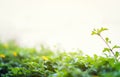 Beautiful nature scene with blooming in sun flare. Summer flowers. Beautiful meadow. Summer background