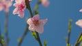 Beautiful Nature Scene With Blooming Tree. Many Of Disclosed Gentle Spring Flowers.