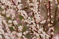 Beautiful nature scene with blooming tree. Spring background with white blossoms. Honey Bee on flower collecting pollen Royalty Free Stock Photo