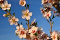 Beautiful nature scene with blooming tree and sun. Easter Sunny day. Spring flowers. Orchard Abstract blurred background in