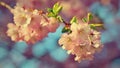 Beautiful nature scene with blooming tree and sun. Easter Sunny day. Spring flowers. Orchard Abstract blurred background Royalty Free Stock Photo