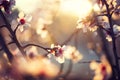 Beautiful nature scene with blooming tree Royalty Free Stock Photo