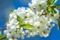 Beautiful nature scene with blooming tree and sun flare