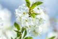 Beautiful nature scene with blooming tree and sun flare