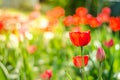 Beautiful nature scene with blooming tulip in sun flare /Beautiful meadow. Field flowers tulip