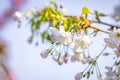 Beautiful nature scene with blooming white cherry tree in spring Royalty Free Stock Photo