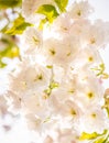 Beautiful nature scene with blooming white cherry tree in spring Royalty Free Stock Photo