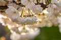 Beautiful nature scene with blooming white cherry tree in spring Royalty Free Stock Photo