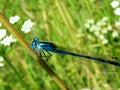 Beautiful nature scene with butterfly Royalty Free Stock Photo