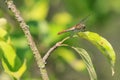 Beautiful nature scene with butterfly. dragonfly Royalty Free Stock Photo