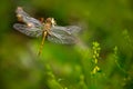 Beautiful nature scene with butterfly Common Darter, Sympetrum striolatum. Macro picture of dragonfly on the leave. Dragonfly in Royalty Free Stock Photo