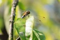 Beautiful nature scene with butterfly. dragonfly Royalty Free Stock Photo