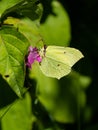 Common brimstone Gonepteryx rhamni Royalty Free Stock Photo