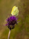 Common brimstone Gonepteryx rhamni Royalty Free Stock Photo