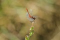 Beautiful nature scene with Common Darter, Sympetrum striolatum. Macro picture of dragonfly on the leave in the nature habitat Royalty Free Stock Photo