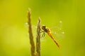 Beautiful nature scene with Common Darter, Sympetrum striolatum. Macro picture of dragonfly on the leave in the nature habitat.